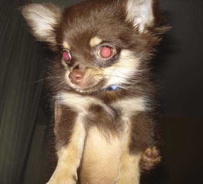 Chihuahua Sherry auf Ausstellung