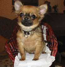 Chihuahua- Rüde aus unserer Zucht
