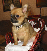 Chihuahua- Rüde aus unserer Zucht