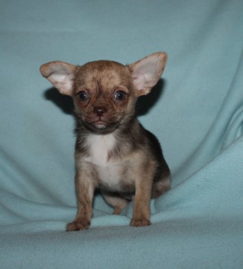 Chihuahuawelpe