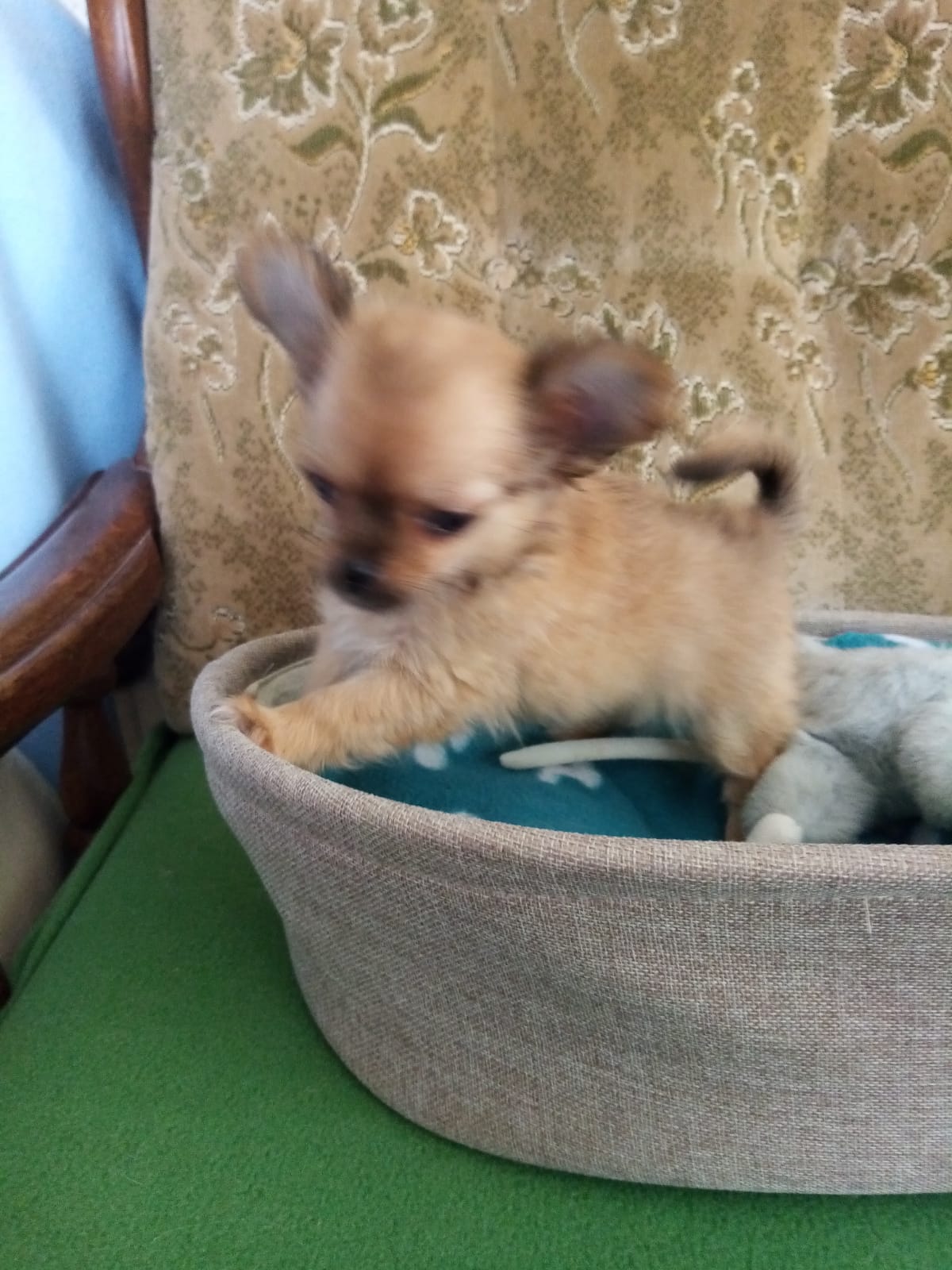 Chihuahuawelpen und Minichihuahuawelpen zur Abgabe