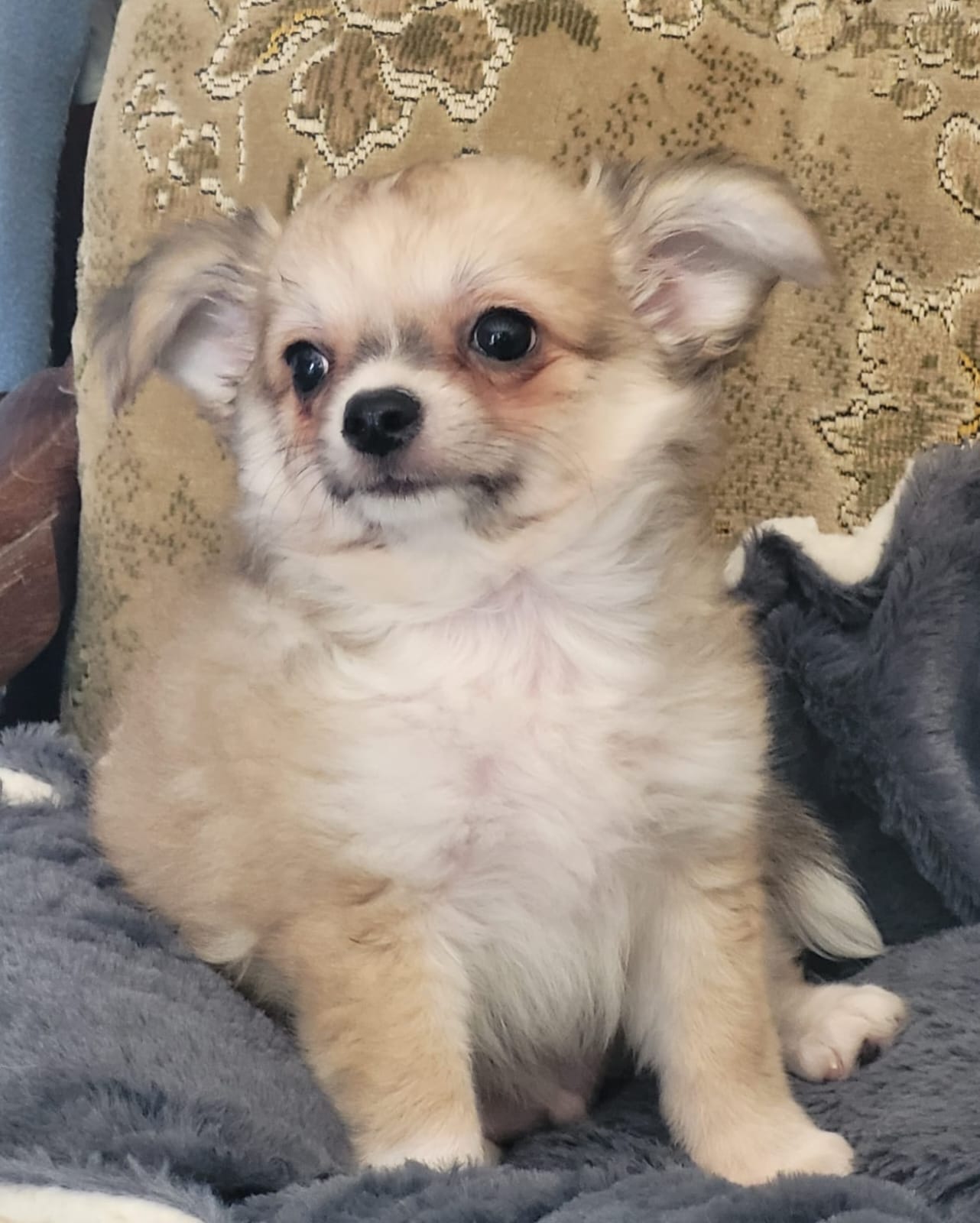 Chihuahuawelpen und Minichihuahuawelpen zur Abgabe