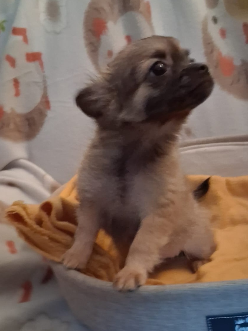 Minichihuahuas