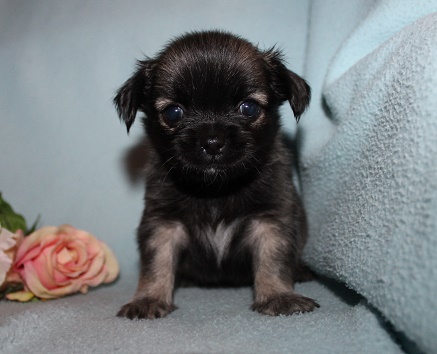 Chihuahuawelpen Und Minichihuahuawelpen Zur Abgabe