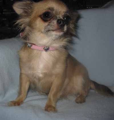 Chihuahua Zuchthündin