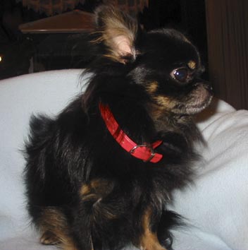 Chihuahua Black und Tan