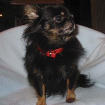 Chihuahua Langhaar Black und Tan