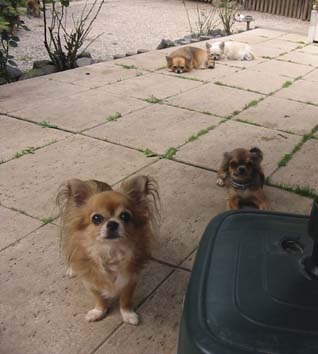 Chihuahuas