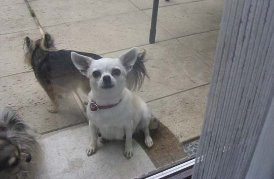 Chihuahuas