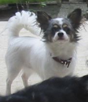 Merle- Chihuahua