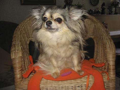 Chihuahua Langhaarhündin