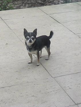 Chihuahua Kurzhaarrüde