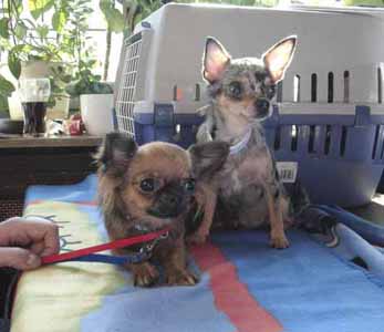 Chihuahuas Tyla und Angel