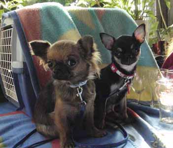 Chihuahuahündin Beverly und Chihuahua Beverly