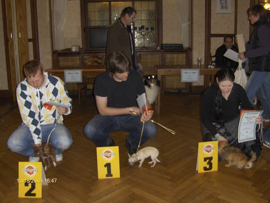 Chihuahua-Hündin und Chihuahua-Rüde auf der Ausstellung