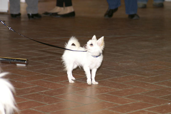 Chihuahua-Welpe auf der Ausstellung