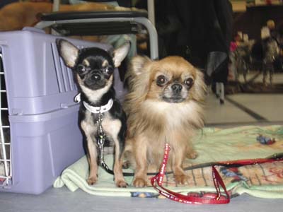 Chihuahuas Beverly und Xix