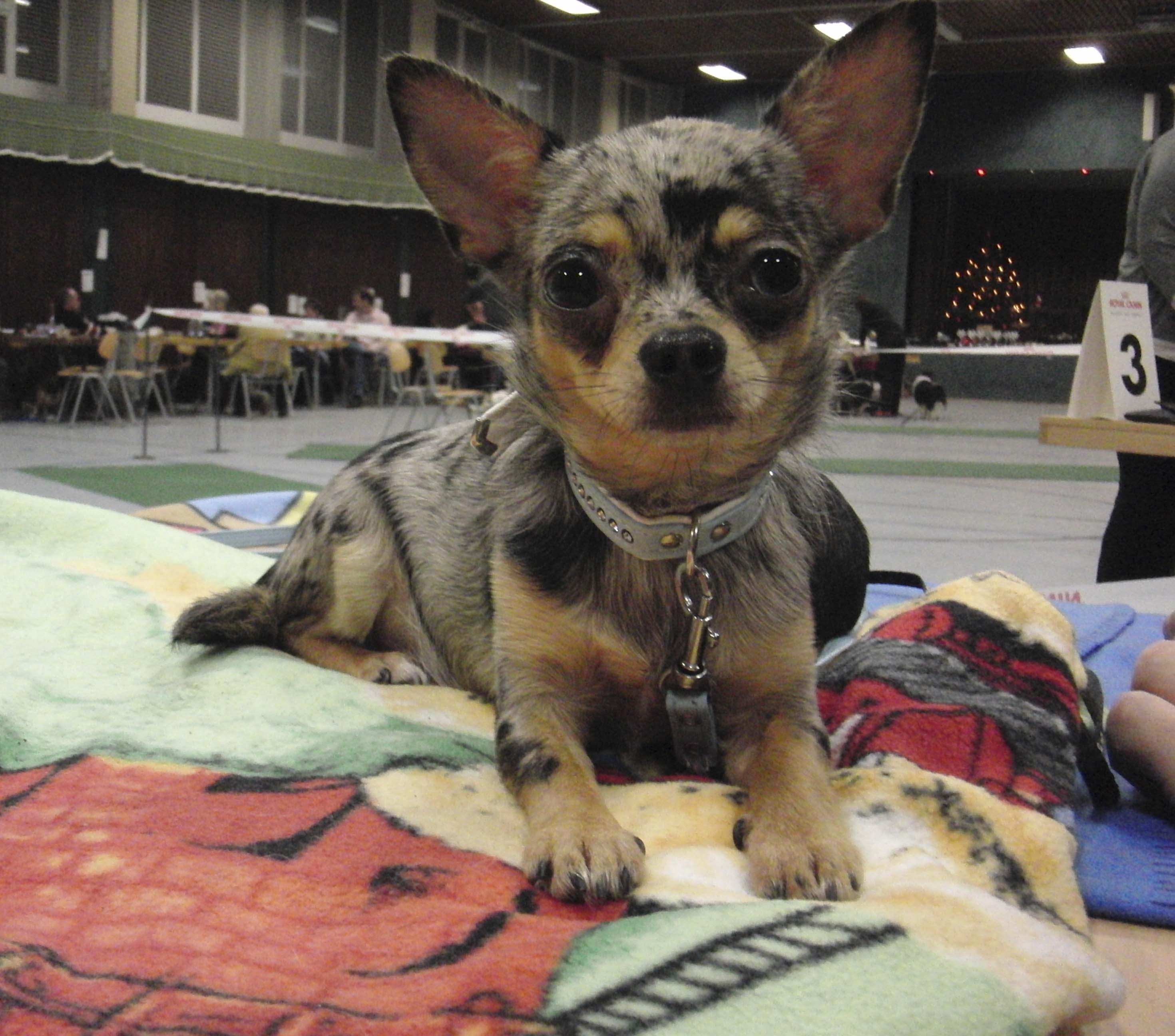 Chihuahua Kurzhaarhündin in Blue Merle