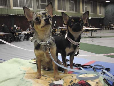 Chihuahuas