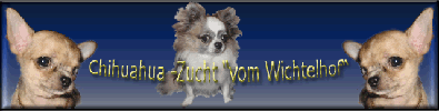 Chihuahua -Zucht "vom Wichtelhof"