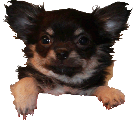 Chihuahuawelpe