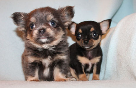 Mini Chihuahua Welpe