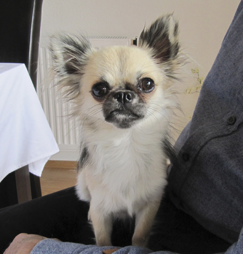 Chihuahua Langhaar