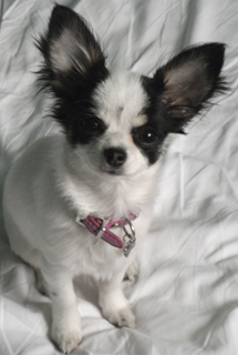 Chihuahua weiß