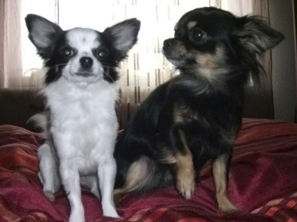 Chihuahuas weiß und schwarz