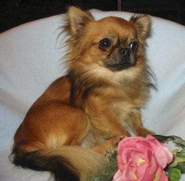 Chihuahua Langhaar
