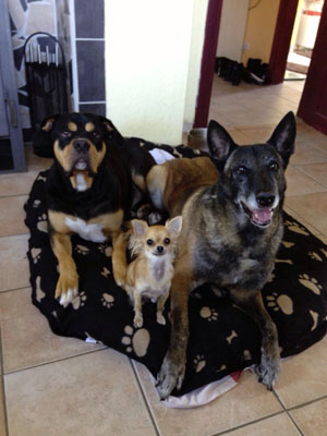 Chihuahua mit großen Hunden
