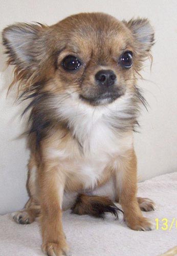 Chihuahua aus unserer Zucht