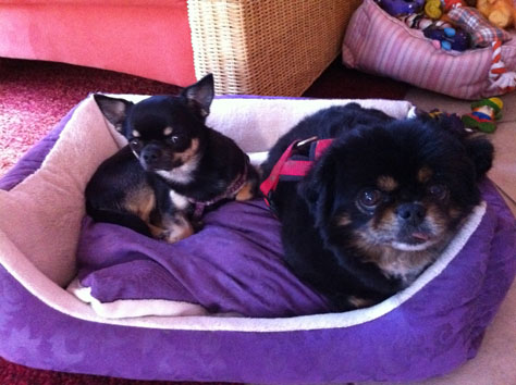 Chihuahua und Chihuahua-Pekinese Mix