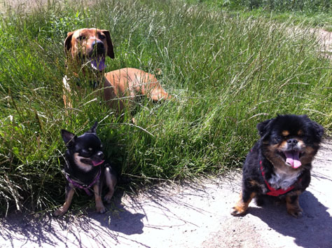 Chihuahua Chihuahua Pekinese und Rhodesian Ridgeback