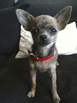 Chihuahua- Hündin aus unserer Zucht