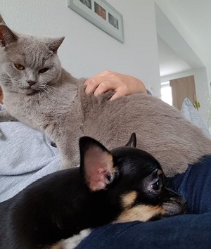 Chihuahua Welpe mit Katzen