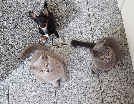 Chihuahua mit Katzen