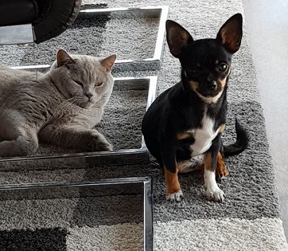 Chihuahua Welpe mit Katzen