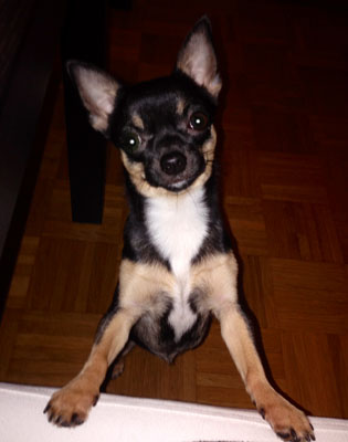 Chihuahua Mia