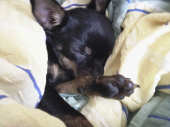 Chihuahua- Rüde aus unserer Zucht