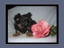 Chihuahua Black und Tan