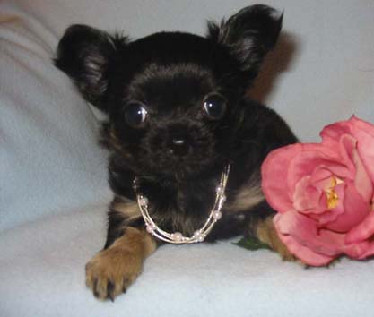 Chihuahua -Welpe in Black und Tan