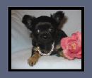 Chihuahua Black und Tan