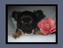 Chihuahua Black und Tan