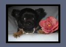 Chihuahua Black und Tan