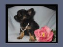 Chihuahua Black und Tan