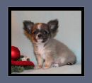Mini Chihuahuawelpe aus unserer Chihuahuazucht