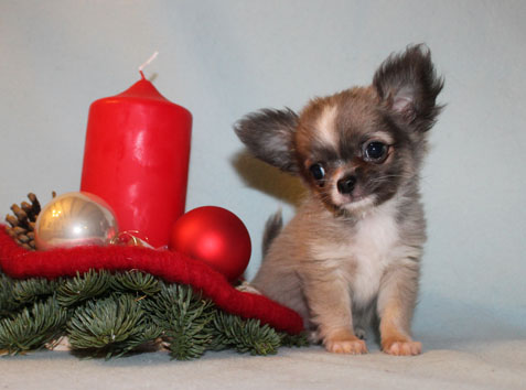 Mini Chihuahuawelpe aus unserer Chihuahuazucht