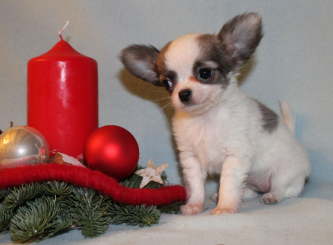 Mini Chihuahuawelpe aus unserer Chihuahuazucht