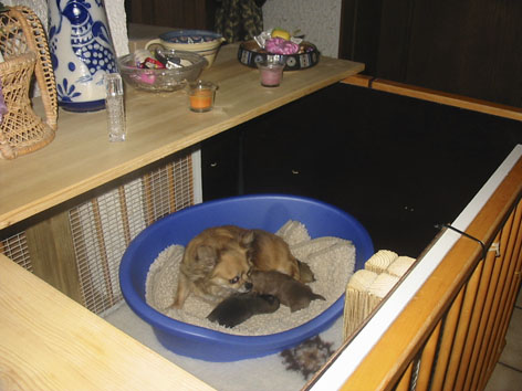 Wurfbox mit Chihuahua-Hündin und Welpen